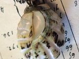 a shell that is sitting on top of a piece of paper