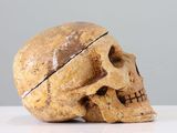 a human skull with a piece of paper in it ' s mouth