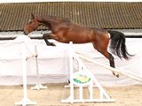 a horse that is jumping over an obstacle