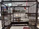 un oiseau en cage posé par terre