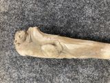 a close up of a long bone on a gray surface