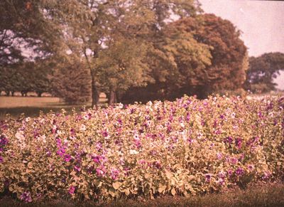 une photo d'un champ de fleurs en plein milieu de la journée