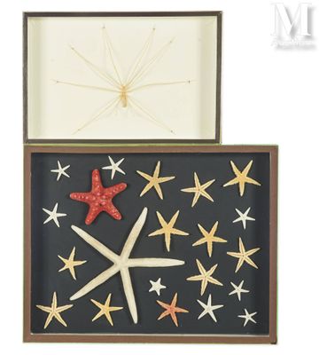 two starfishs and a starfish in a box on a white background