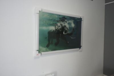 une image représentant un éléphant dans l'eau, accrochée au mur