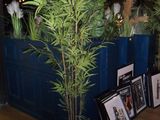 a plant in a pot on the floor next to a picture frame