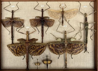 a lot of insects that are on display in a wooden frame