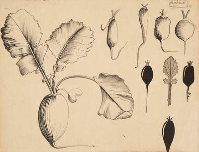 dessin représentant un assortiment de légumes posés sur une table, à côté d'une plante