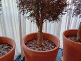 trois plantes en pot posées sur une table devant une fenêtre