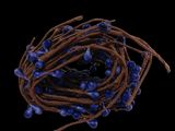 a close up of a bunch of blue beads on a black background