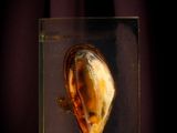 une boîte en verre contenant un morceau de nourriture