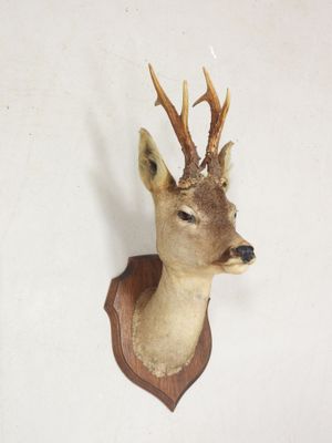 une tête de cerf fixée au mur d'une pièce