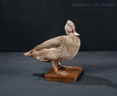 a bird that is standing on a wooden block