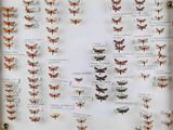 de nombreux types de papillons exposés dans une vitrine