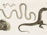 drawing of a lizard, a snake, and a ball of yarn