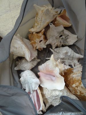 un sac rempli de coquillages posé par terre