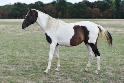 a brown and white horse standing in a field