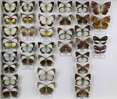 de nombreux types de papillons différents présentés dans une vitrine