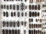 a lot of bugs that are hanging on the wall