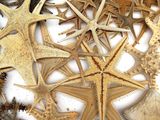 a lot of starfishs that are in a box