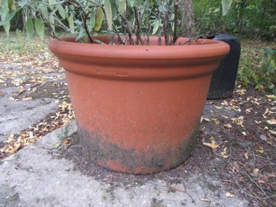 une plante posée dans un pot posé par terre