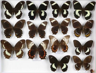 de nombreux papillons exposés dans une boîte