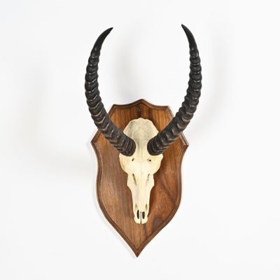 un gros plan d'un crâne de cerf fixé sur un mur en bois