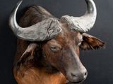 a bull head mounted on a wall with a black background