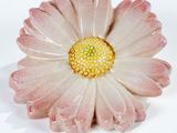 une fleur blanche au cœur jaune posée sur une surface blanche
