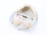 a small shell with shells inside of it on a white surface