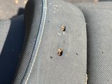 un insecte posé sur le dos d'une valise
