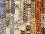 a picture of a display of butterflies on the wall