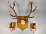 deux têtes de cerfs accrochées au mur, avec leurs bois
