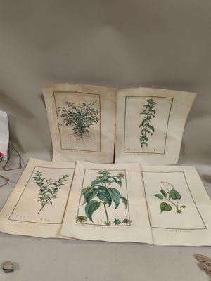 une table sur laquelle sont disposés toute une série de plantes de différentes espèces