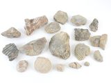 plusieurs types de roches et de coquillages sur une surface blanche