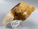 a piece of rock with a tooth sticking out of it