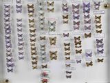 many different types of butterflies on display in a glass case