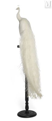 a white peacock that is standing on a black stand