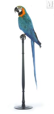 a blue and orange parrot sitting on top of a pole