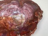 a picture of a piece of petrified material