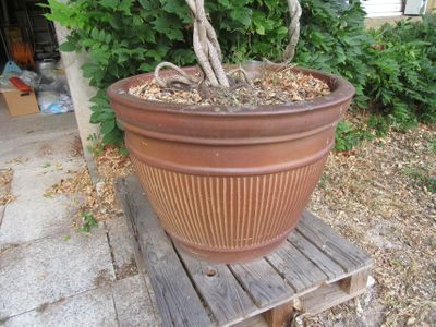 une plante posée dans un pot sur un banc