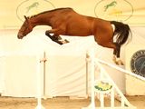 a horse that is jumping over an obstacle