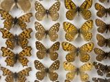 many different types of butterflies are displayed in a glass case