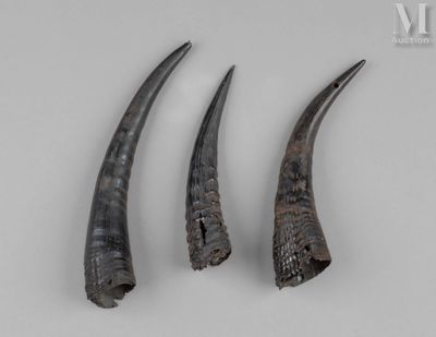 Trois morceaux de défenses d'éléphant sont présentés sur un fond blanc
