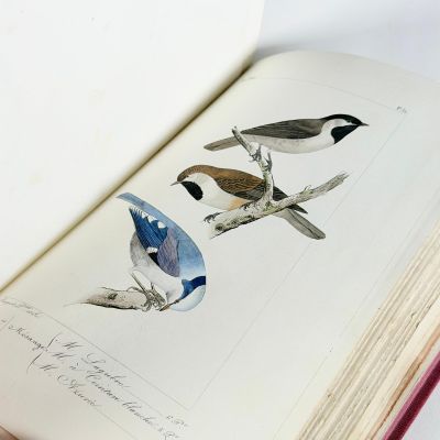 deux oiseaux perchés sur une branche dans un livre ouvert