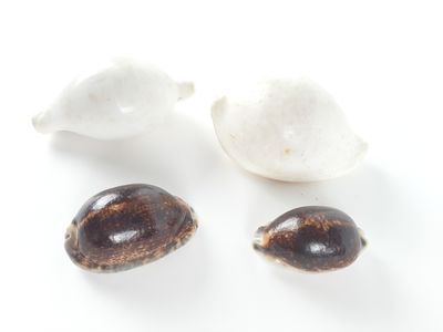 three seashells and a shell on a white surface