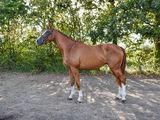 un cheval qui se tient dans la terre près de quelques arbres