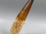 an elephant tooth is displayed on a clear stand on a white surface