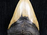 a close up of a shark tooth on a black background