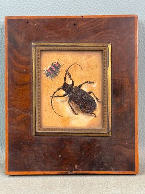 une vieille photo d'un insecte avec une coccinelle sur le dos