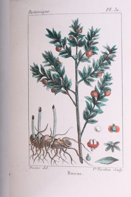 illustration d'un oranger avec ses fruits et ses racines